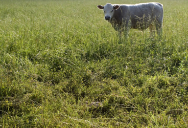 Cow in field